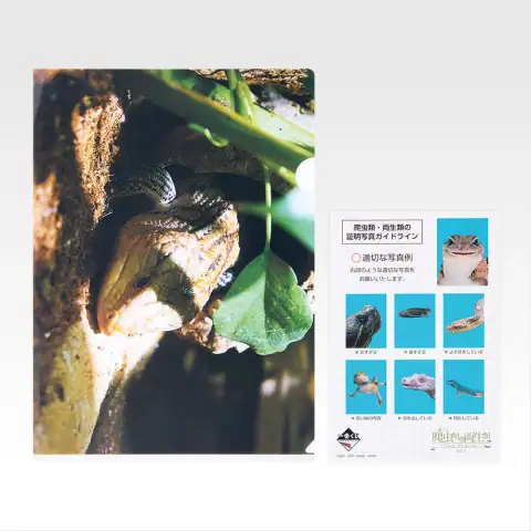 H상 클리어 파일 & 스티커 세트 6