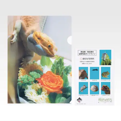 H상 클리어 파일 & 스티커 세트 11