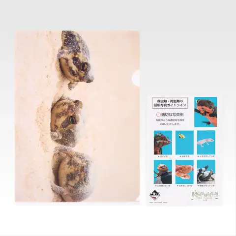 H상 클리어 파일 & 스티커 세트 4